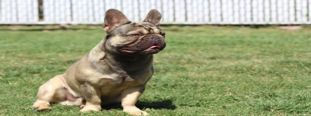 Meelo