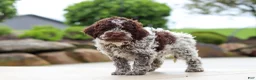 Lagotto Romagnolo dogs for sale: Bluey - Ad 7
