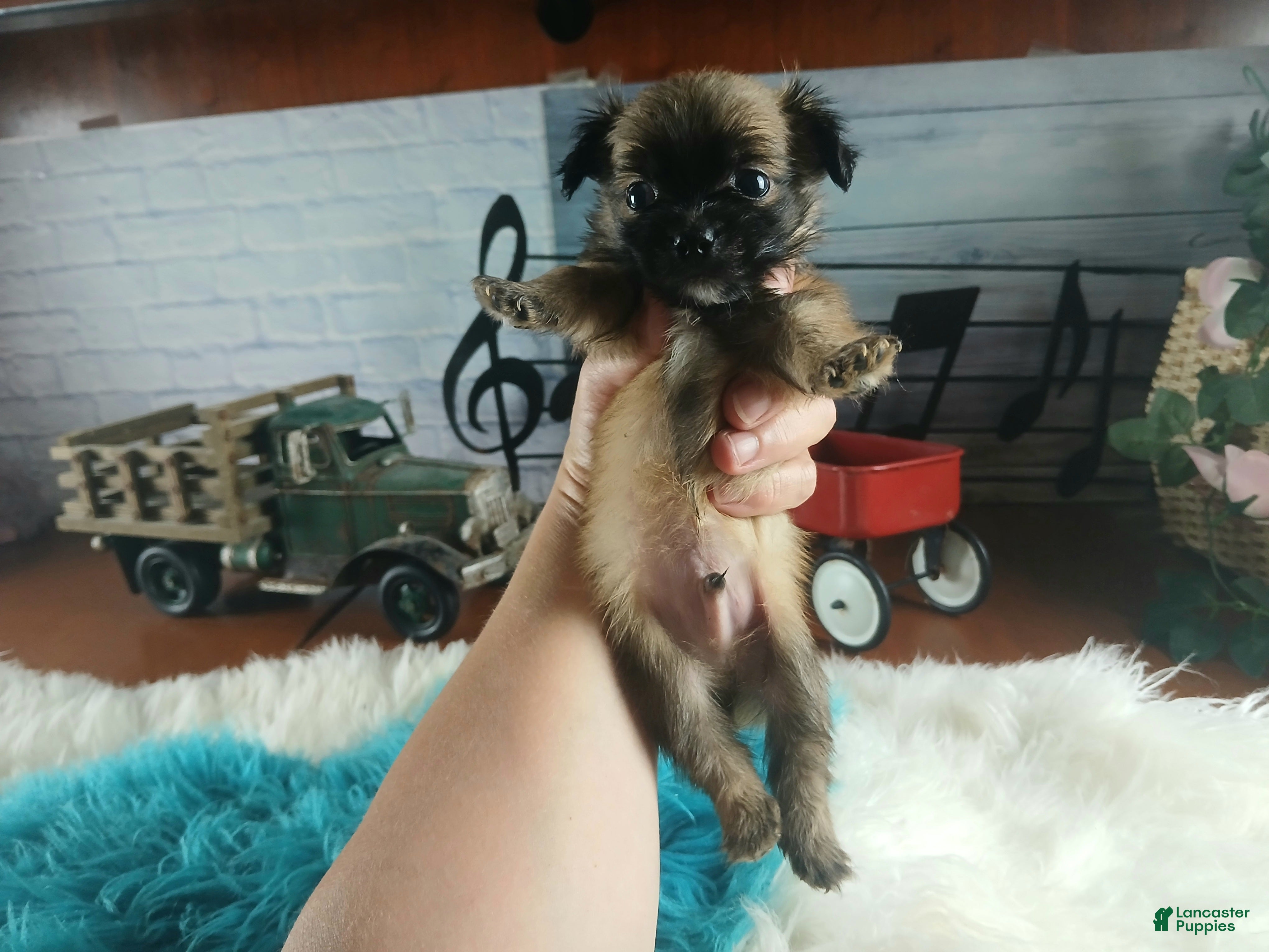 Chihuahua dogs Micro teacup long hair chihuahua.  Hand Delivery  - Ad 8