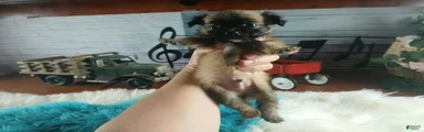 Micro teacup long hair chihuahua.  Hand Delivery 