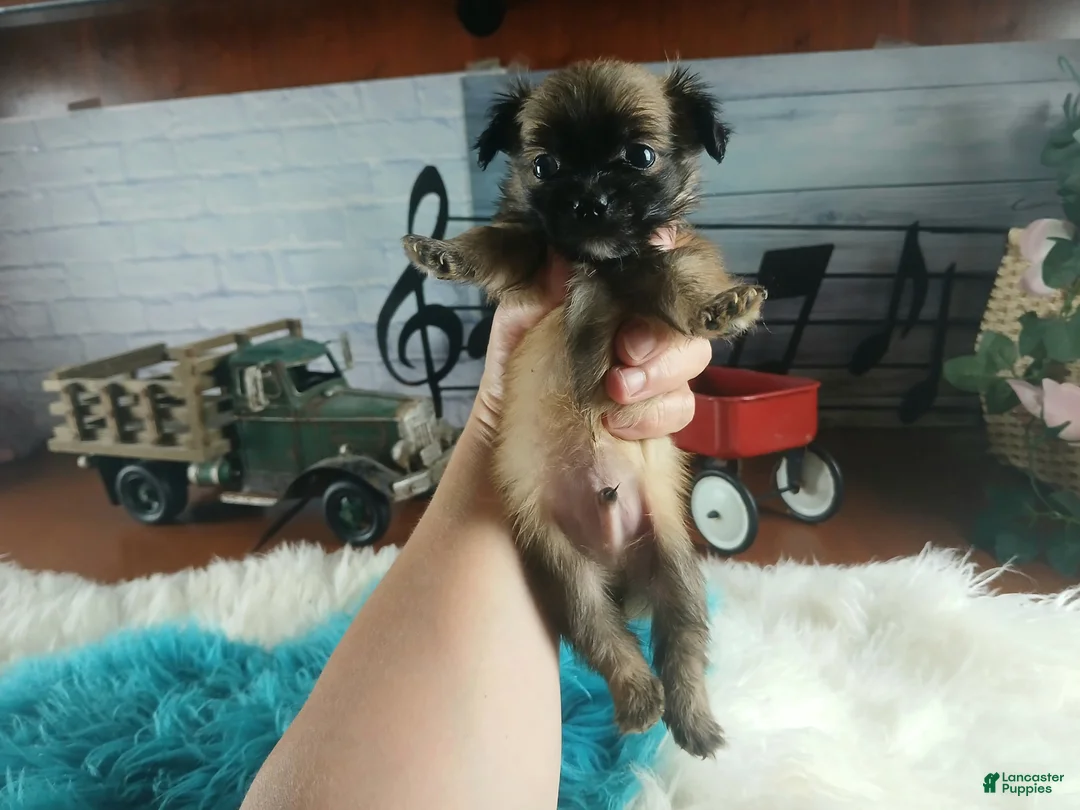 Chihuahua dogs for sale: Micro teacup long hair chihuahua.  Hand Delivery  - Ad 1