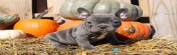 Mixed Breed dogs for sale: Ollie - Ad 10
