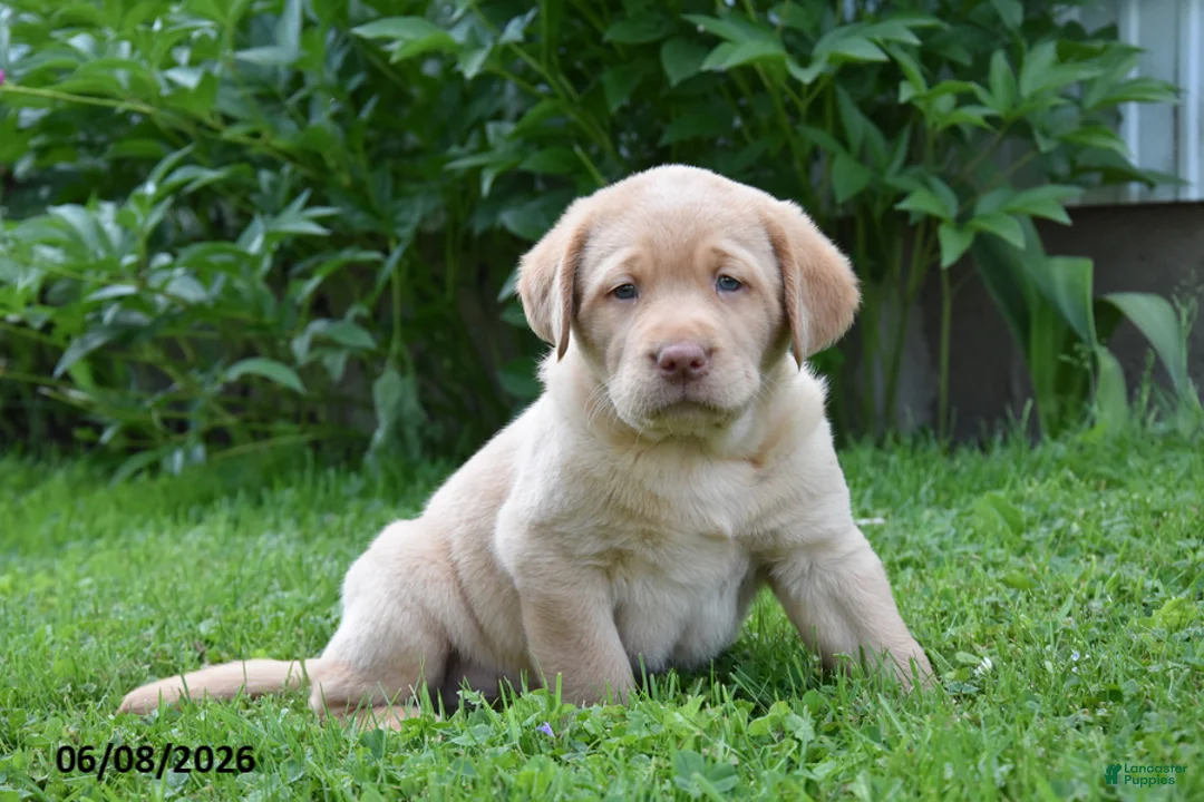 Labrador Retriever dogs for sale: Marlo - Ad 2