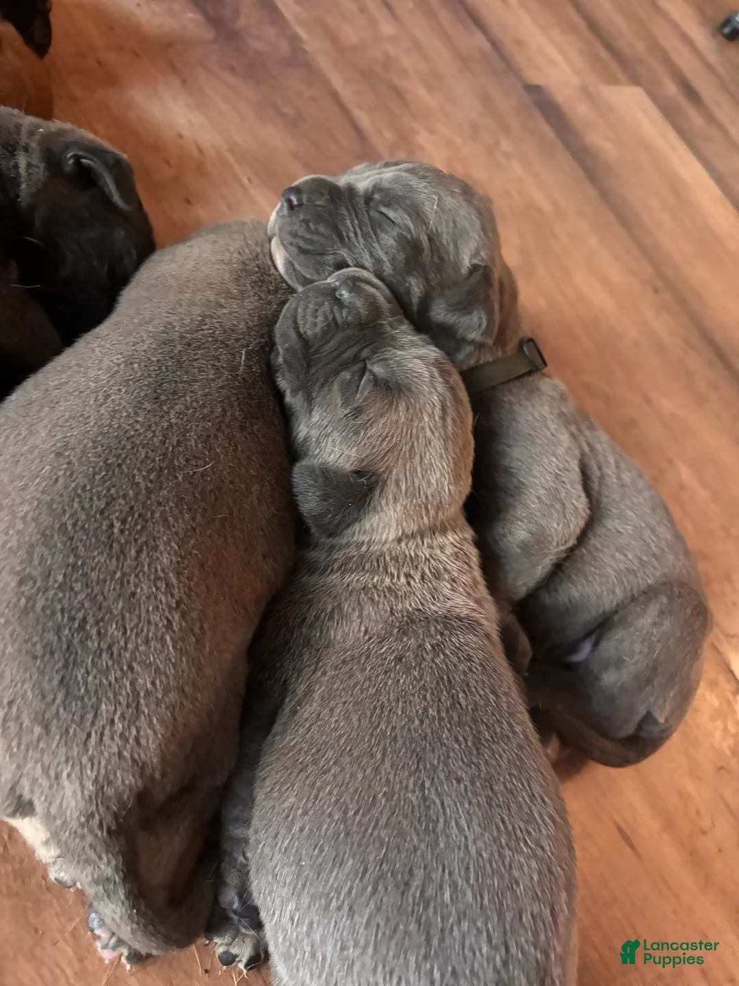 Cane Corso dogs for sale: Graphite-Blue Collar - Ad 4