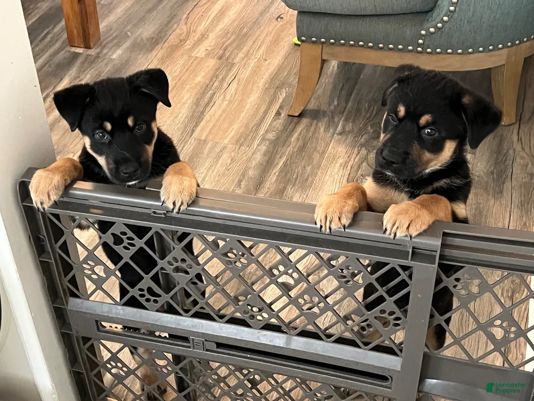 Mixed Breed dogs for sale: Mixed Breed 1 - Ad 2