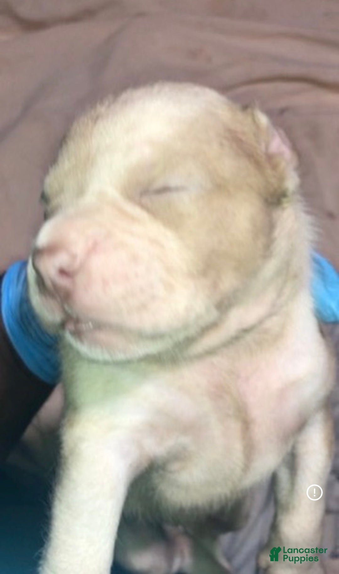 American Bully dogs for sale: Benny - Ad 7