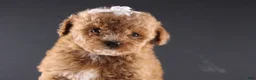 Shihpoo dogs for sale: Poppy - Ad 13