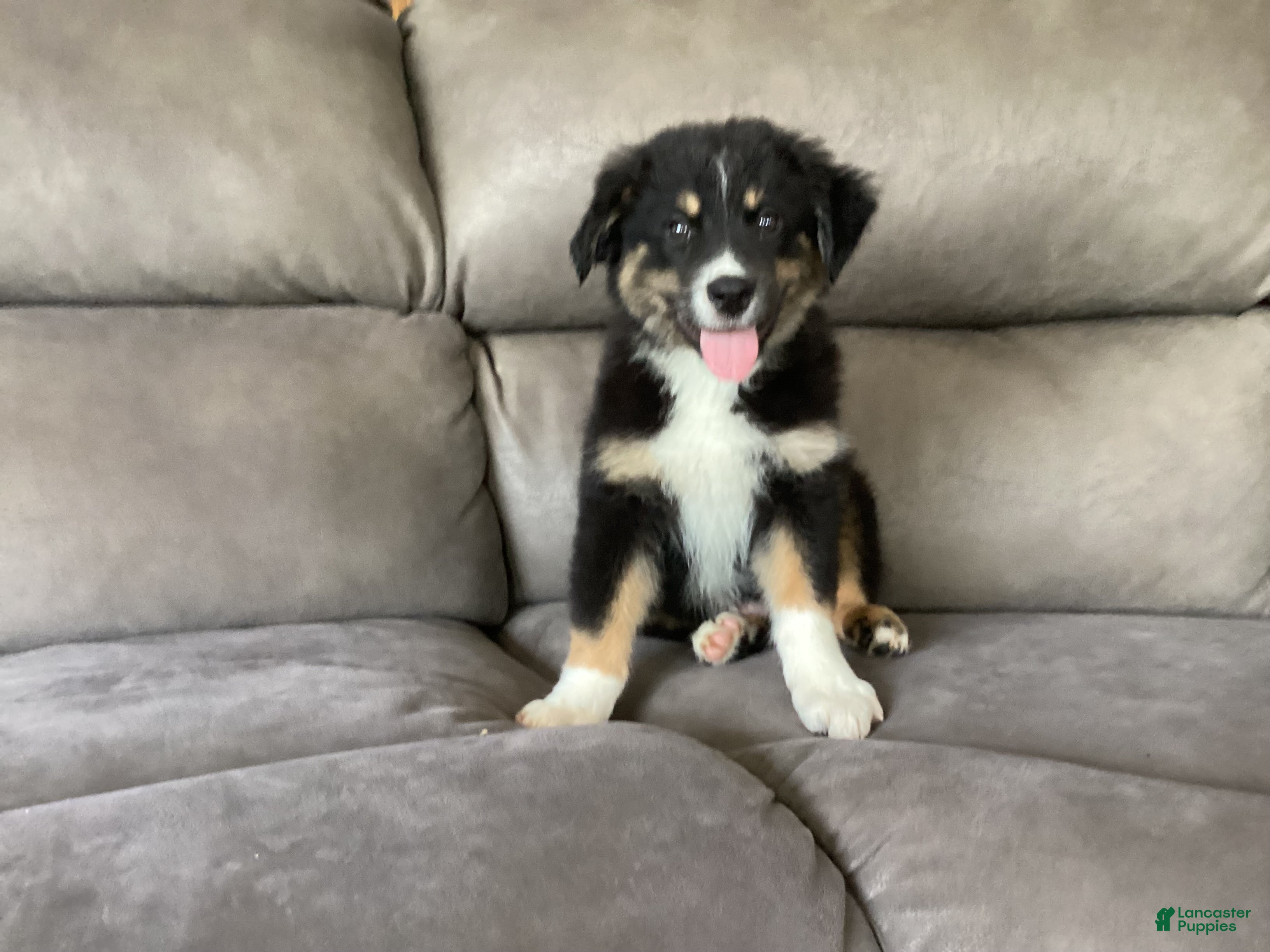 Australian Shepherd dogs Panda - Ad 2