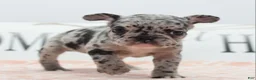 Mixed Breed dogs for sale: Ruby merle - Ad 21