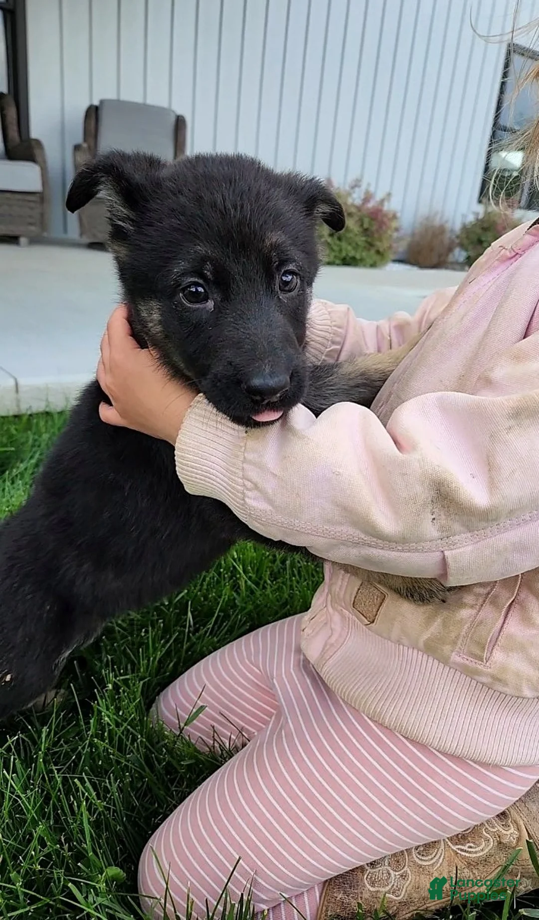 German Shepherd dogs for sale: Ivy - Ad 2