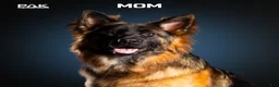 German Shepherd dogs for sale: Caleesi - Ad 8