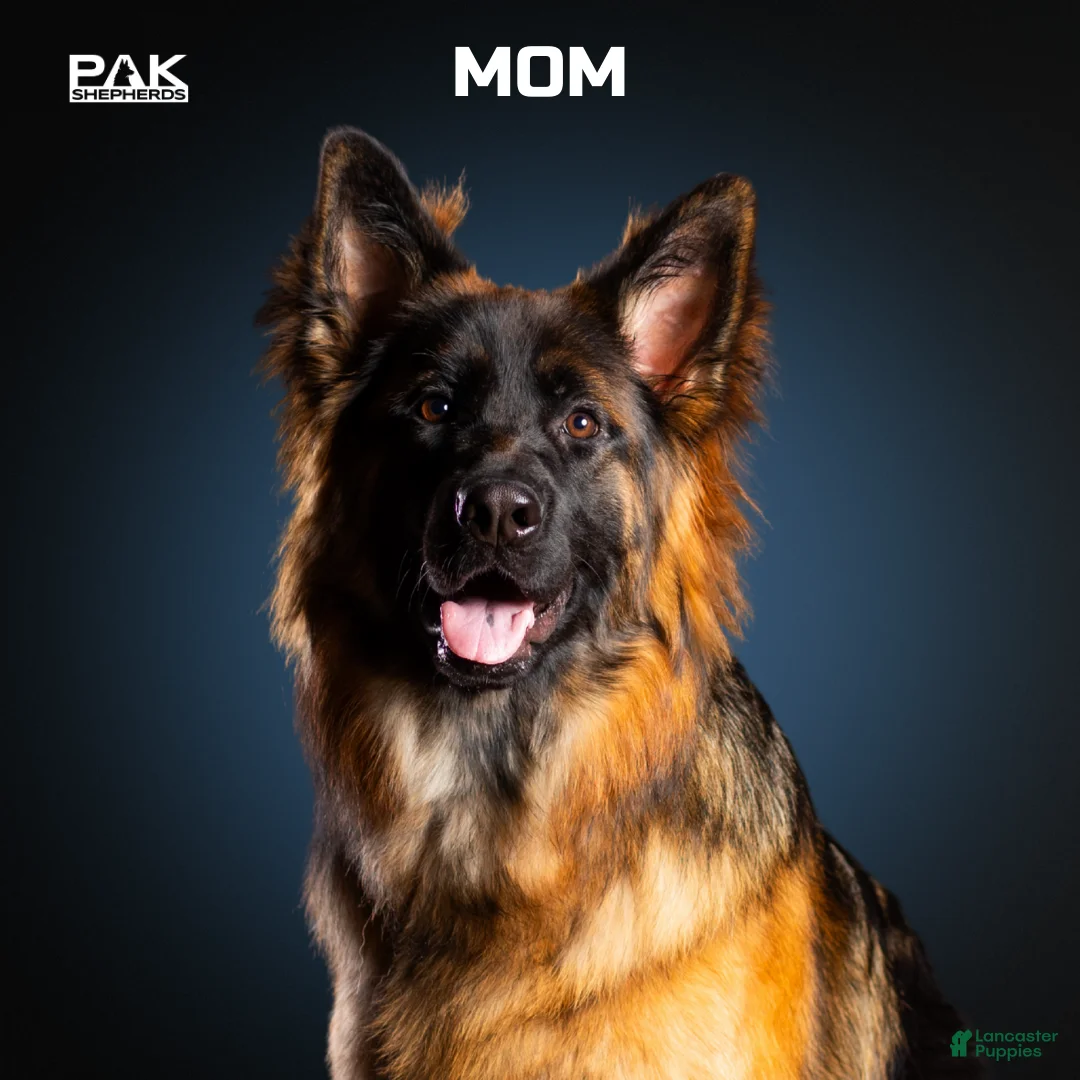 German Shepherd dogs for sale: Caleesi - Ad 8