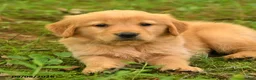 Golden Retriever dogs for sale: Devin - Ad 3