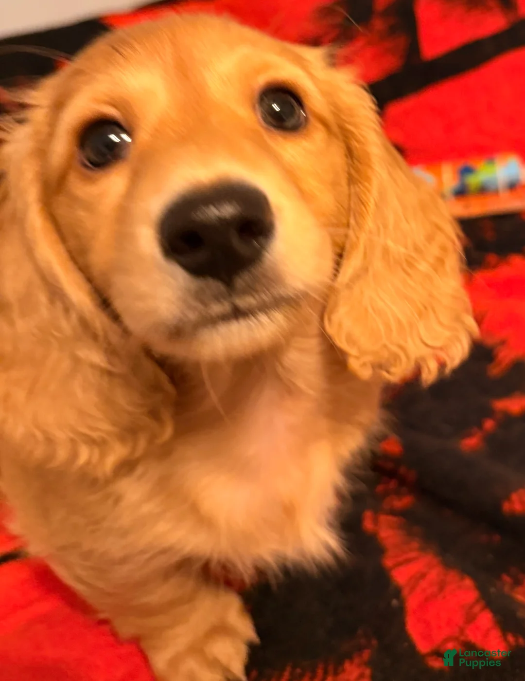 Dachshund dogs for sale: Dachshund Puppy 1 - Ad 6