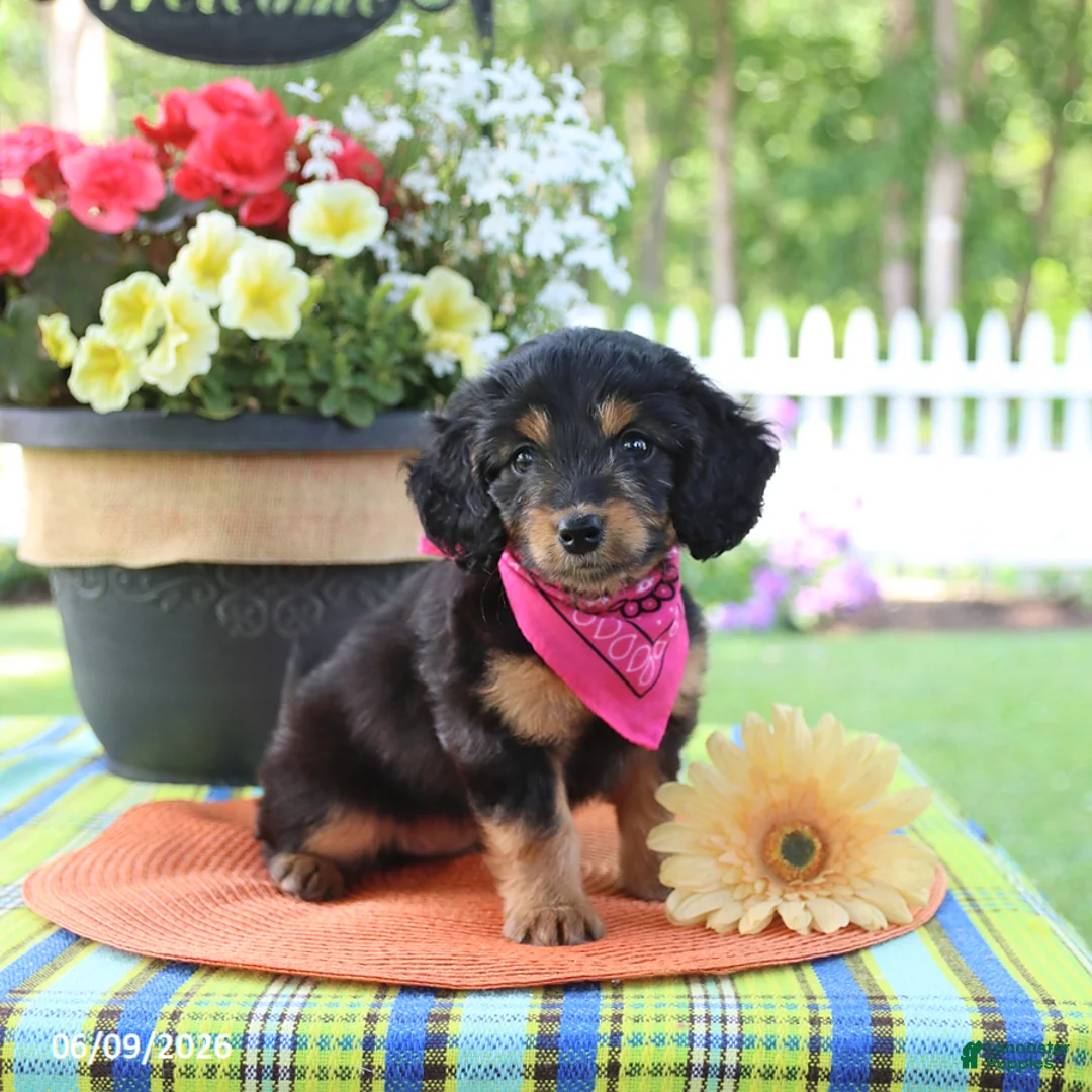 Doxiepoo dogs for sale: Isabelle - Ad 5