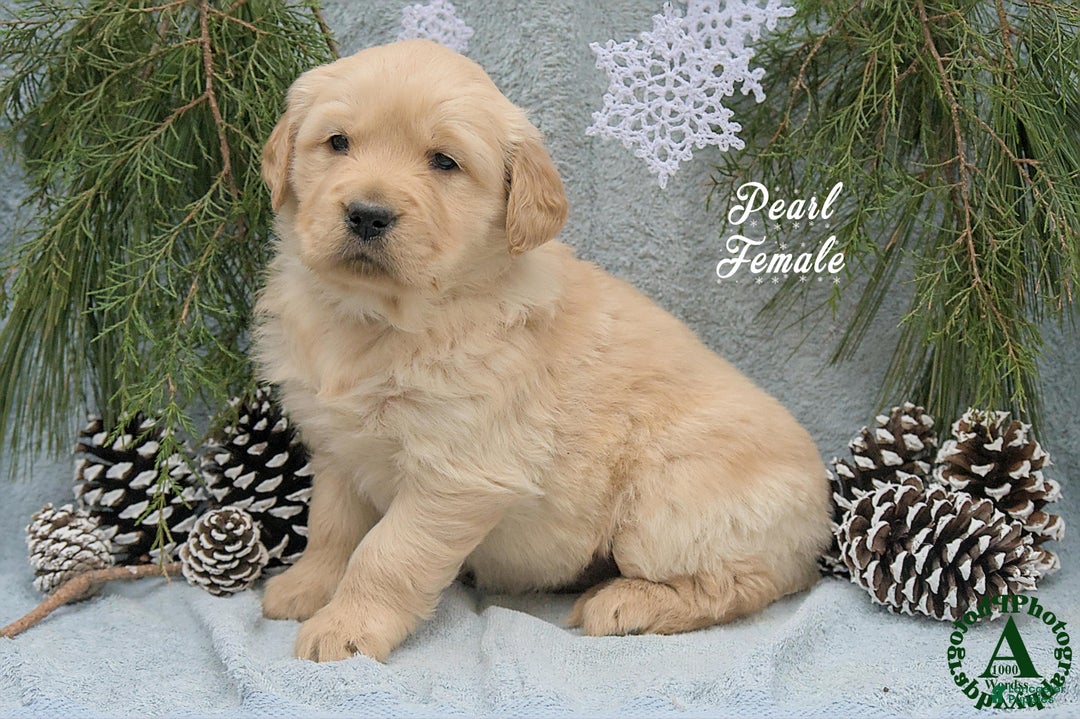Golden Retriever dogs for sale: Pearl - Ad 2