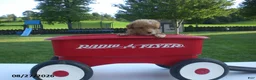 Yorkiepoo dogs for sale: Gene - Ad 4