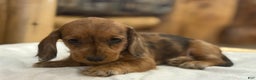Miniature Dachshund dogs for sale: Pinto - Ad 5