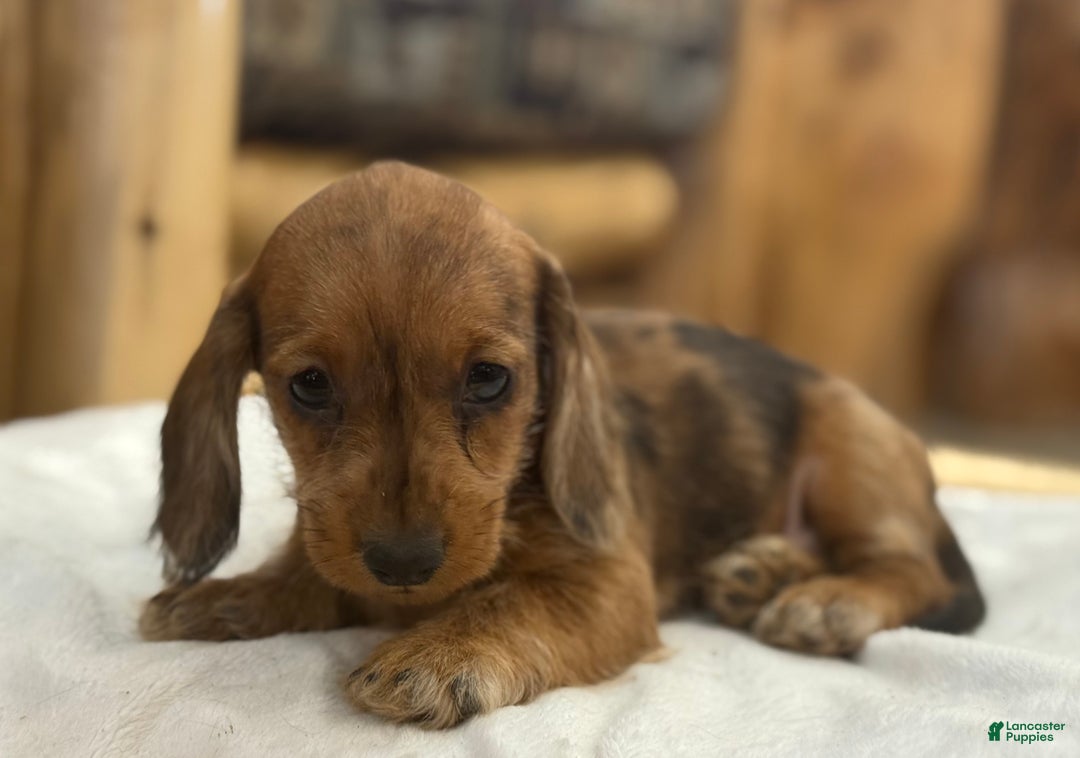 Miniature Dachshund dogs for sale: Pinto - Ad 5