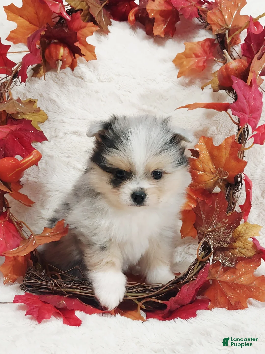 Pomeranian dogs for sale: Alitha - Ad 1