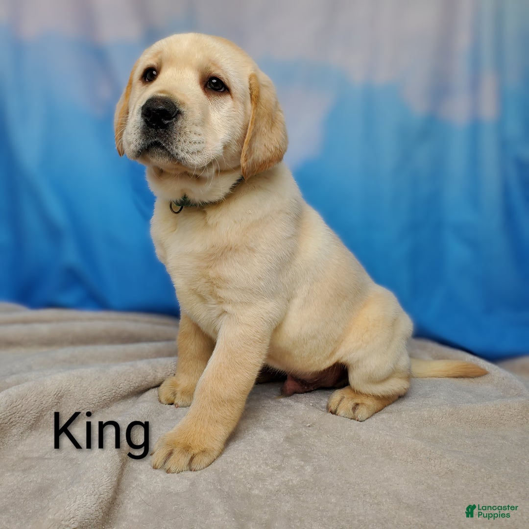 Labrador Retriever dogs for sale: King AKC - Ad 3