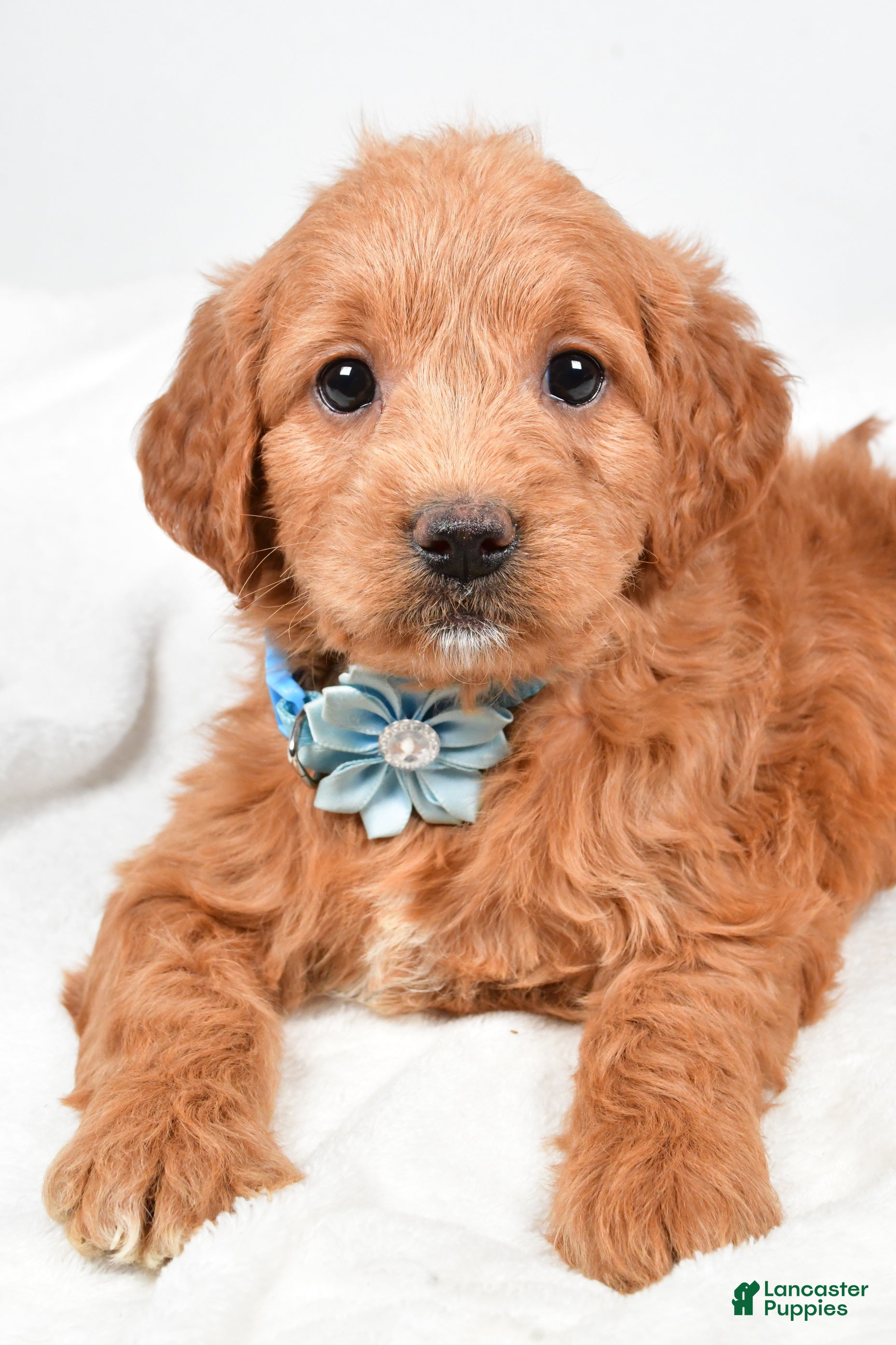 Mini Goldendoodle dogs Brooklyn - Ad 35