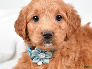Mini Goldendoodle dogs Brooklyn - Ad 35