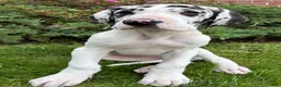 Great Dane dogs for sale: Ava - Ad 3