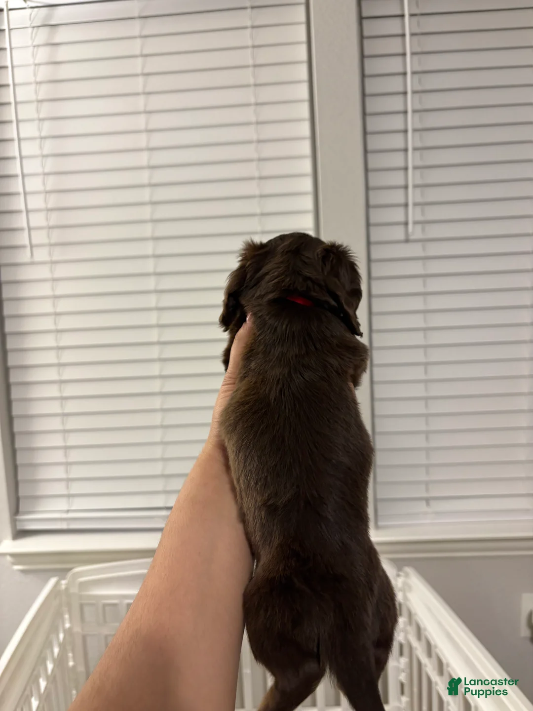 Miniature Dachshund dogs for sale: Miniature Dachshund Puppy 5 - Ad 2