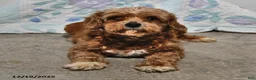 Cavapoo dogs for sale: Dixie - Ad 6