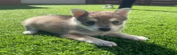 Alaskan Klee Kai dogs for sale: Rhaena - Ad 2