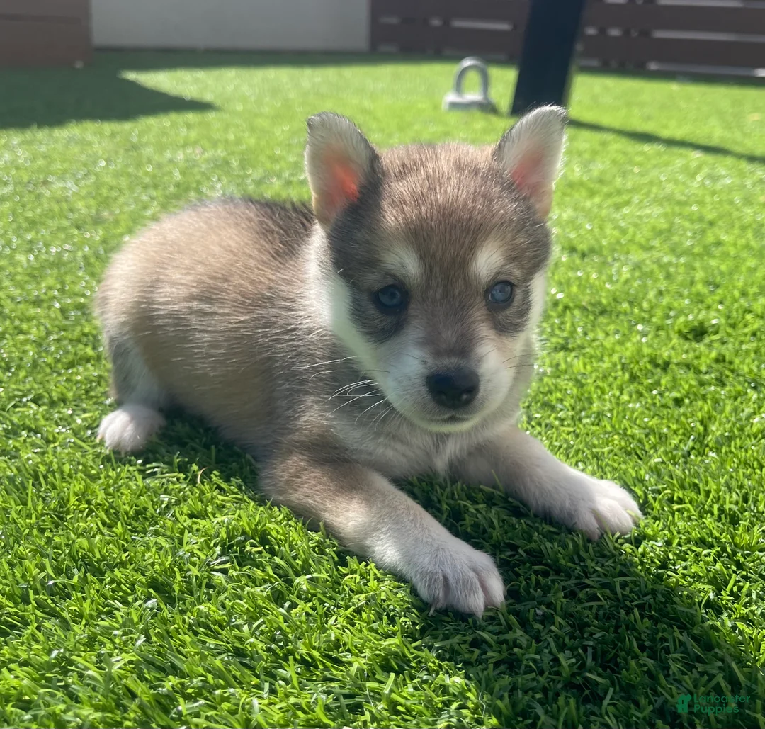Alaskan Klee Kai dogs for sale: Rhaena - Ad 2
