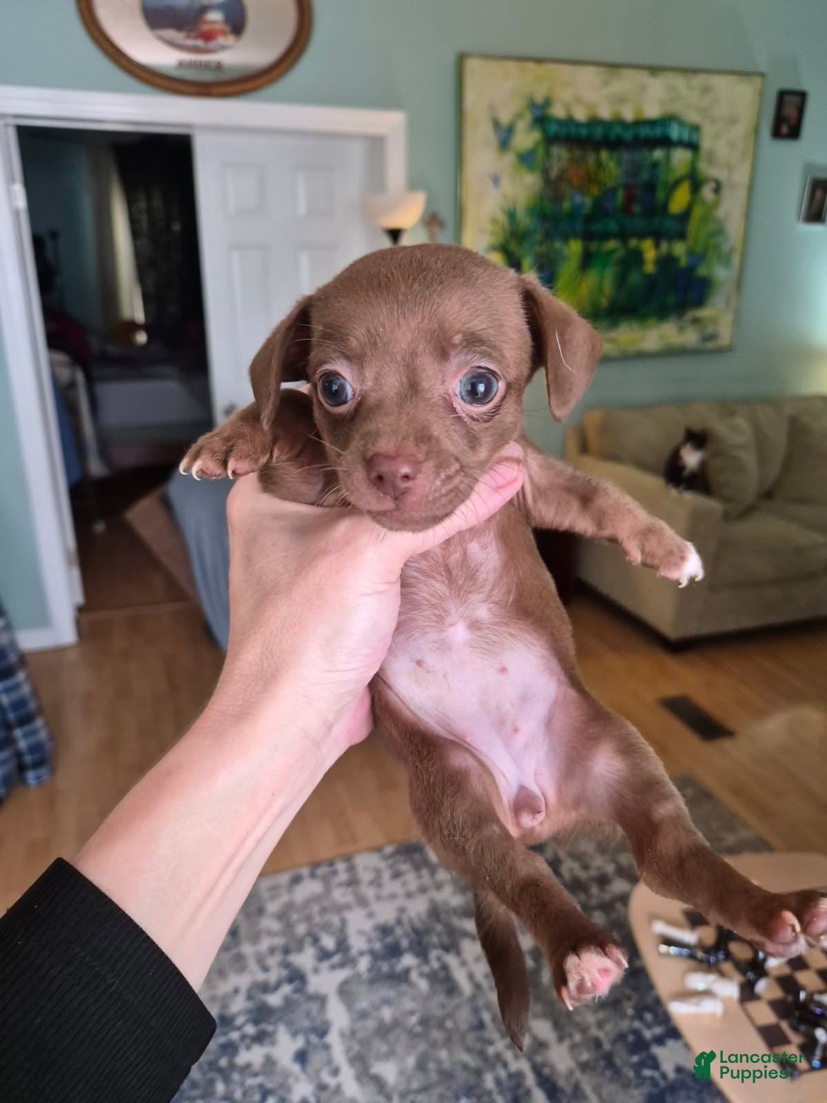 Chihuahua dogs Chihuahua Puppy 1 - Ad 1