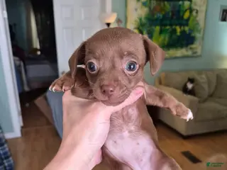 Chihuahua dogs for sale: Chihuahua Puppy 1 - Ad 2