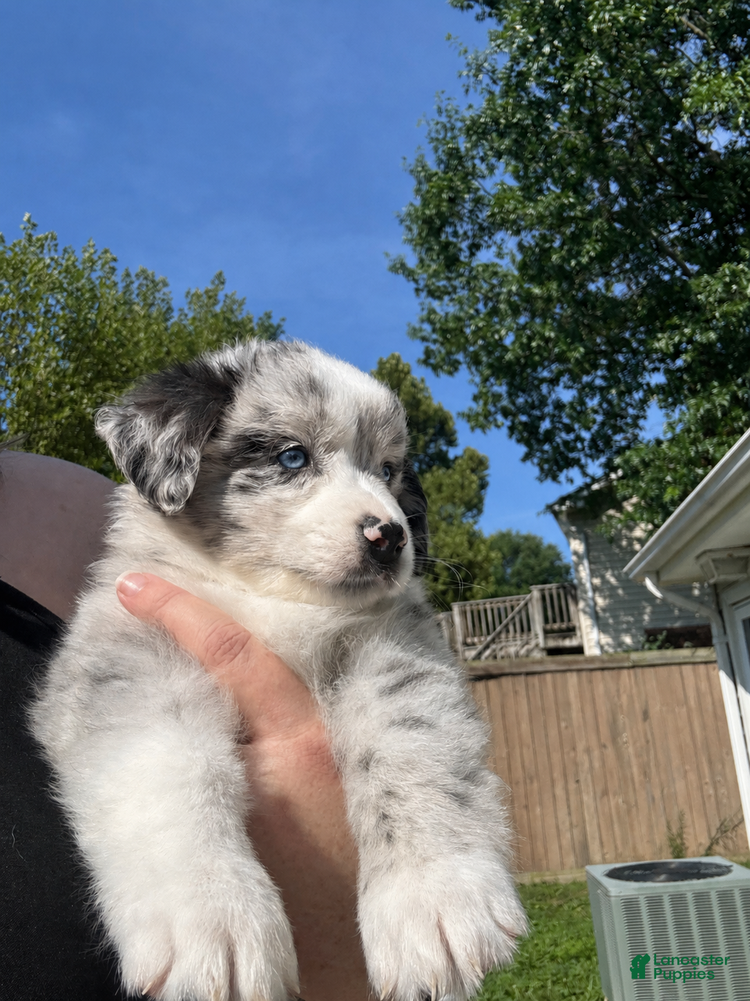 Miniature Australian Shepherd dogs Captain - Ad 2