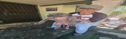 American Pit Bull Terrier dogs for sale: American Pit Bull Terrier 2 - Ad 3