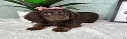 Miniature Dachshund dogs for sale: Daisy  - Ad 4
