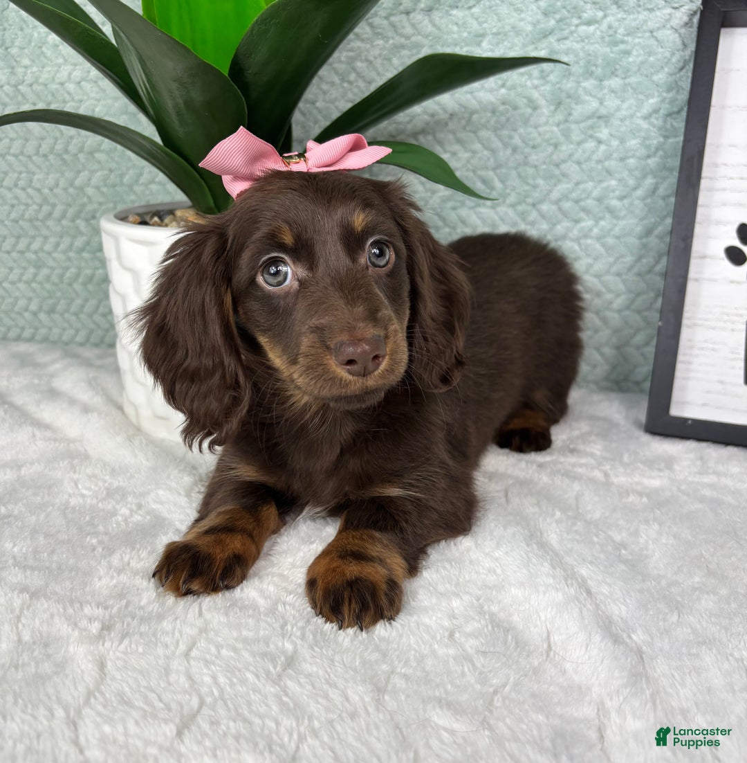 Miniature Dachshund dogs for sale: Daisy  - Ad 4