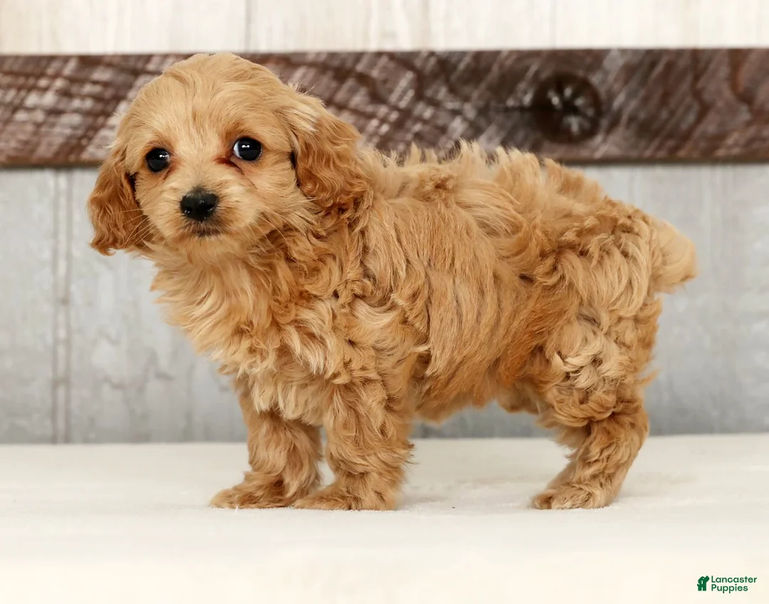 Cockapoo dogs for sale: Heidi - Ad 1