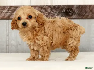 Cockapoo dogs for sale: Heidi - Ad 2