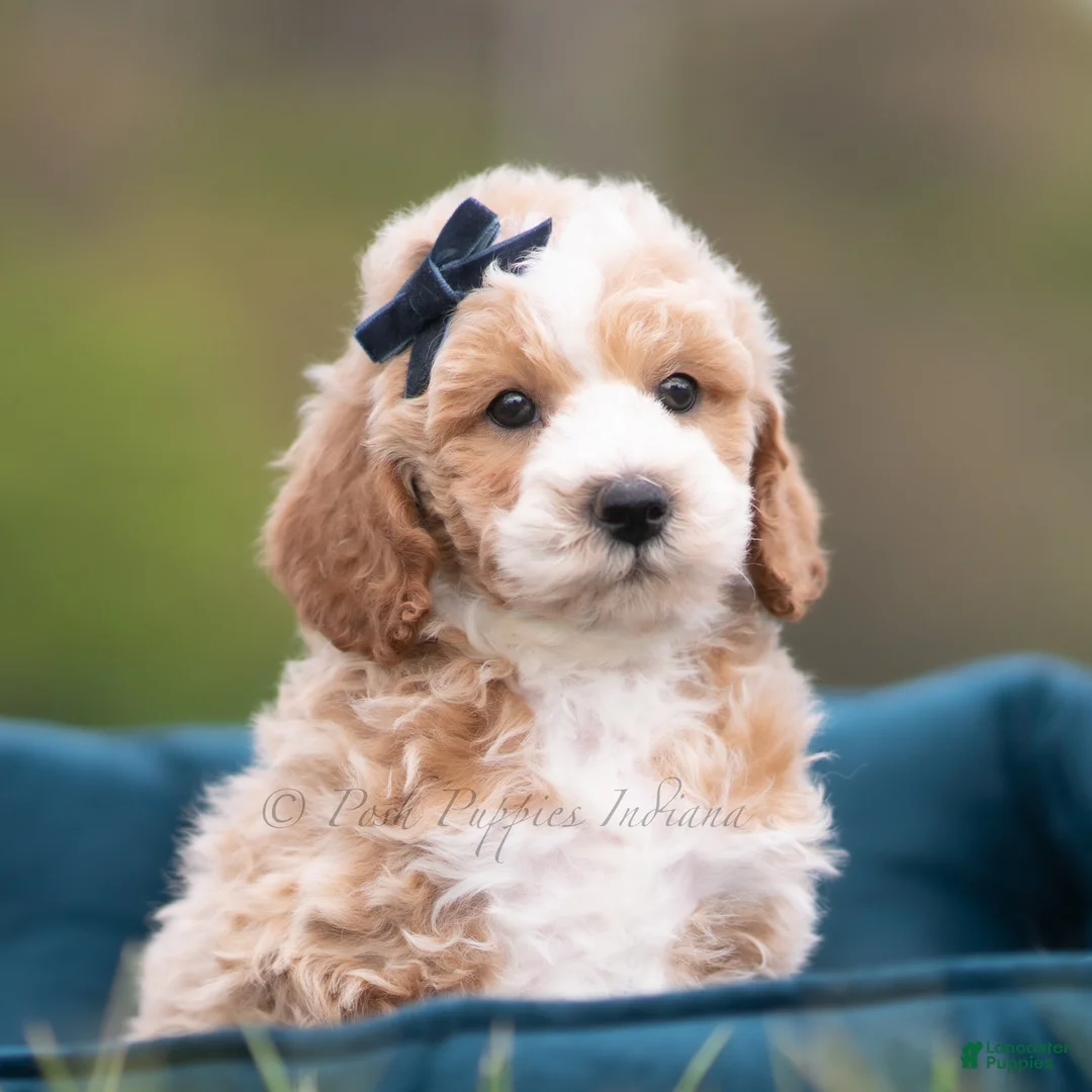 Maltipoo dogs for sale: Benji - Ad 2