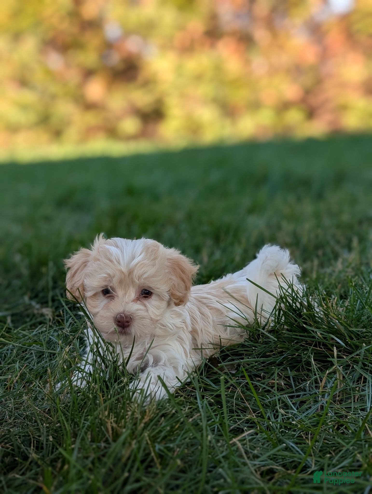Havanese dogs Chloe - Ad 1
