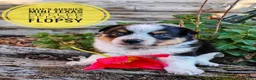 Mixed Breed dogs for sale: Flopsy - Ad 4