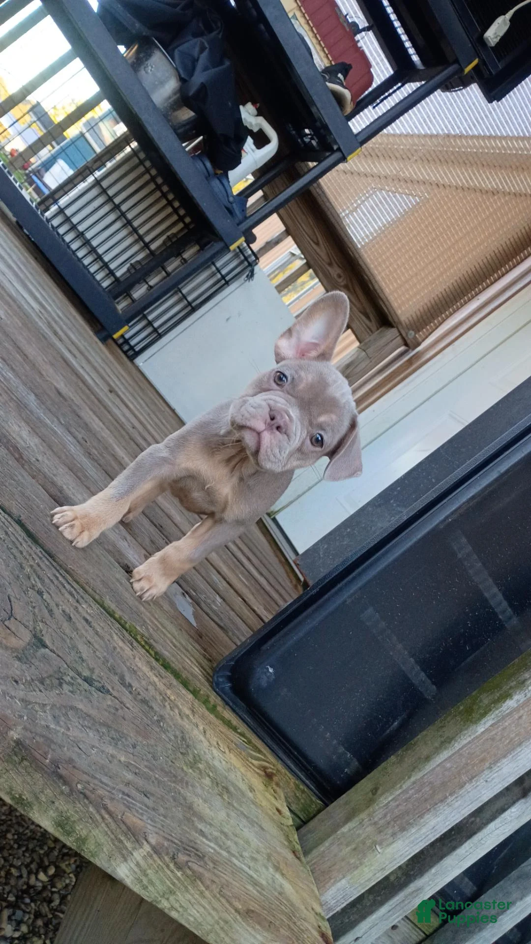 French Bulldog dogs for sale: French Bulldog 2 - Ad 3