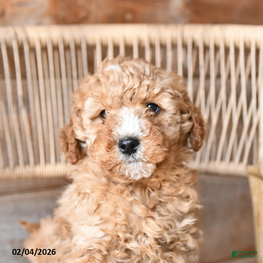 Mini Bernedoodle dogs for sale: Peanut  - Ad 2
