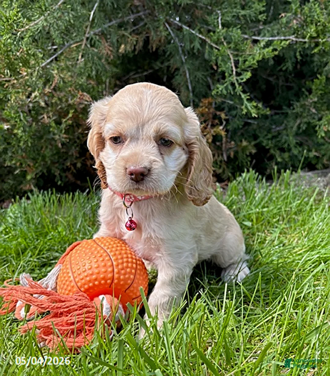 Cocker Spaniel dogs for sale: Jasmine - Ad 1