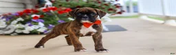 Boxer dogs for sale: Benson - Ad 4