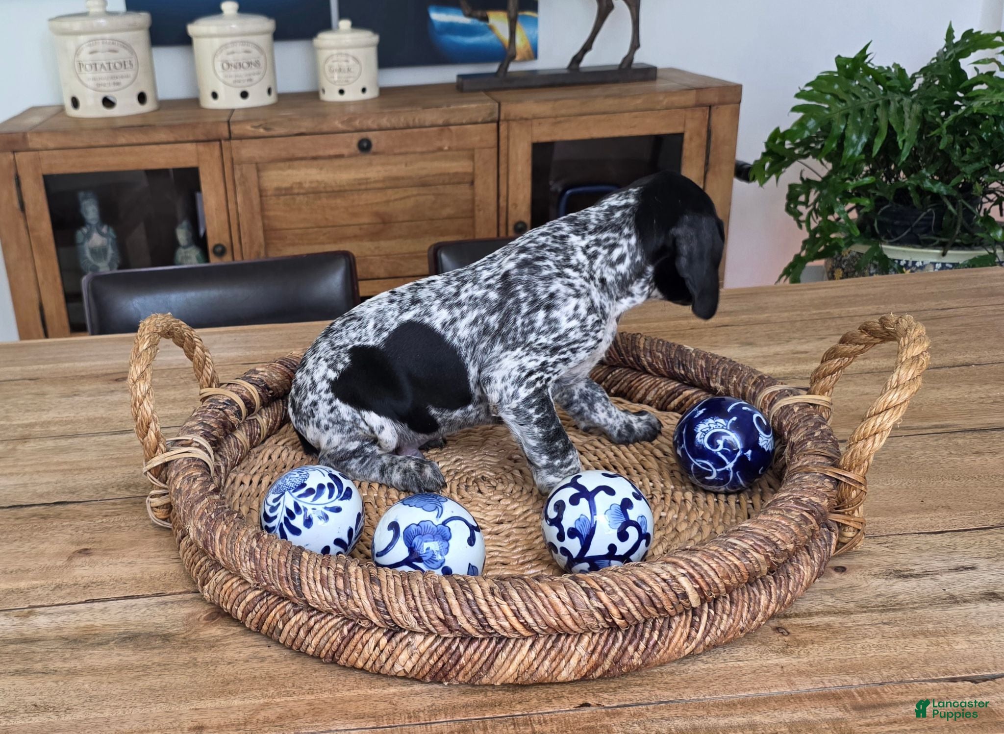 German Shorthaired Pointer dogs German Shorthaired Pointer 3 - Ad 1