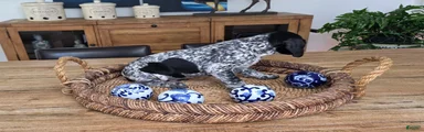 German Shorthaired Pointer 3