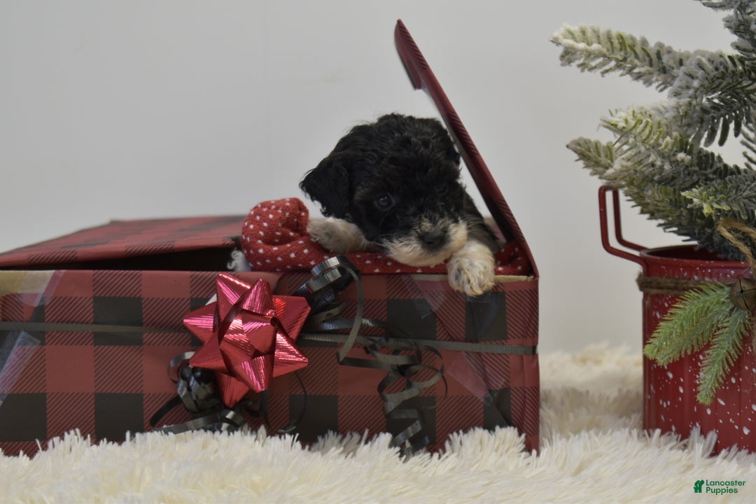 Miniature Poodle dogs for sale: Mylah - Ad 9